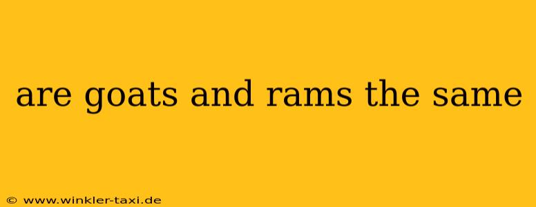 are goats and rams the same
