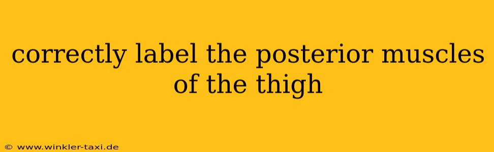 correctly label the posterior muscles of the thigh