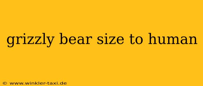 grizzly bear size to human