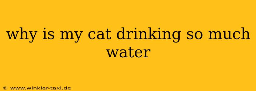 why is my cat drinking so much water